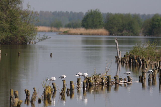Stichting Behoud Natuur Plas Ravensberg 4
