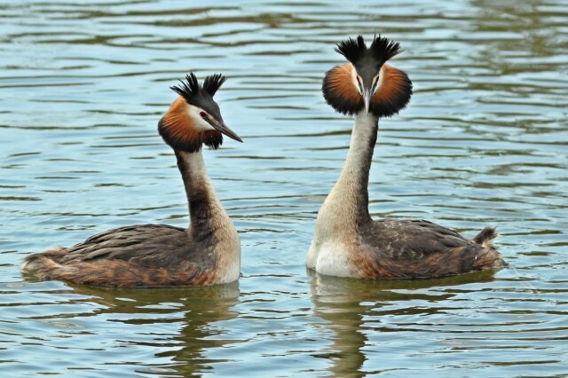 Stichting Behoud Natuur Plas Ravensberg 9